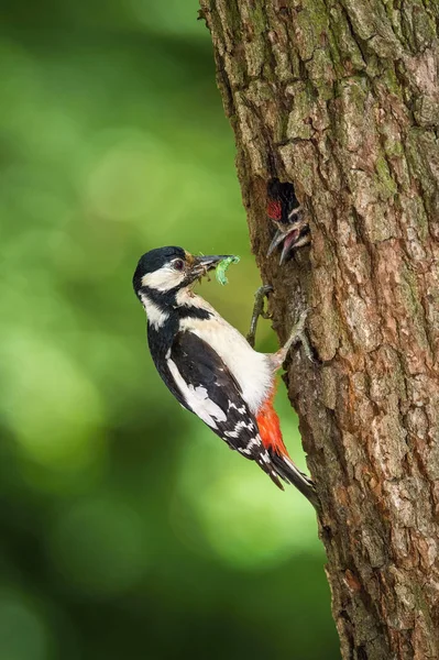 Grande Picchio Macchiato Dendrocopos Major Sta Dando Mangiare Suoi Pulcini — Foto Stock