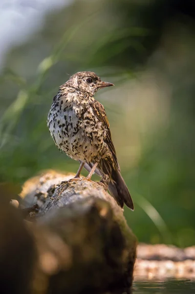 Song Thrush Turdus Philomelos Sitting Waterhole Forest Reflecting Surface Preparing — Stock Photo, Image