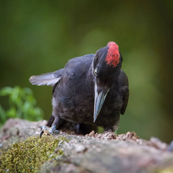 Datel Černý Dryocopus Martius Leze Kufru Starého Stromu Tváří Fac — Stock fotografie