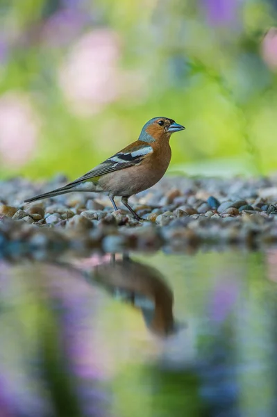 Common Chaffinch Fringilla Coelebs Sitting Waterhole Forest Reflecting Surface Preparing — Stock Photo, Image