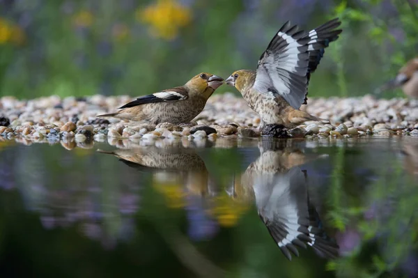 Hawfinch Coccothraustes Coccothraustes Alimentando Filhotes Buraco Água Floresta Ambos Estão — Fotografia de Stock
