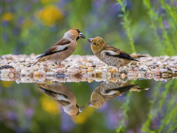 Coccothraustes Coccothraustes の森で滝壺に雛を供給します 両方が開いた翼表面に反映しています いくつかの花でカラフルなバック グラウンド — ストック写真