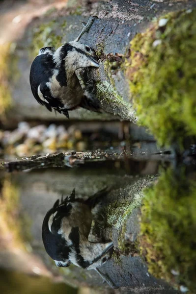 Great Spotted Woodpecker Dendrocopos Major Sitting Forest Waterhole Reflecting Surface — Stock Photo, Image