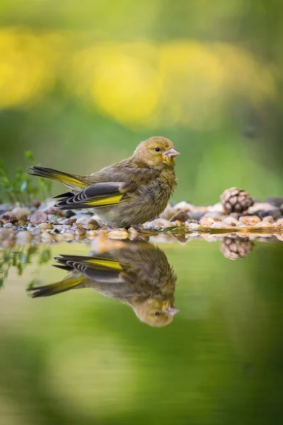 Grünfink Oder Grünfink Chloris Sitzt Waldwasserloch Spiegelt Sich Der Oberfläche — Stockfoto