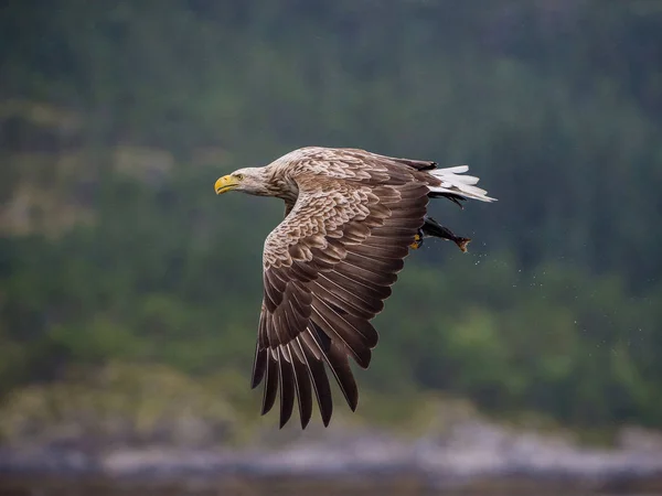 Ak kuyruklu kartal Haliaeetus albicilla sadece su, vahşilik renkli ortamı bir balık yakaladı. Olarak da bilinen Ern, Erne, gri kartal. Norveç. Güzel yaz arka plan