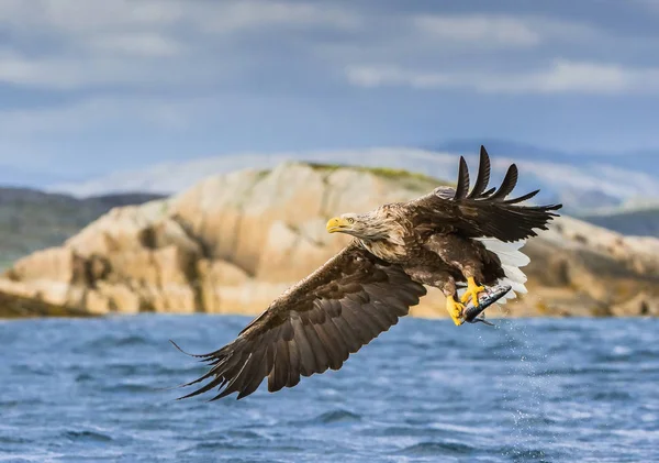 Havsörnen Haliaeetus Albicilla Bara Har Fångat Fisk Från Vatten Färgglada — Stockfoto