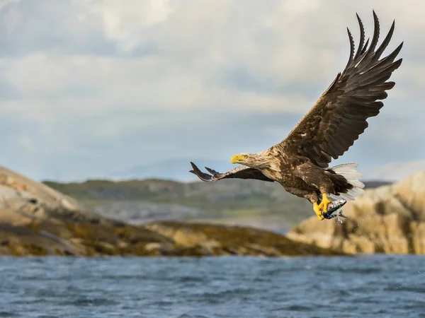 Havsörnen Haliaeetus Albicilla Bara Har Fångat Fisk Från Vatten Färgglada — Stockfoto