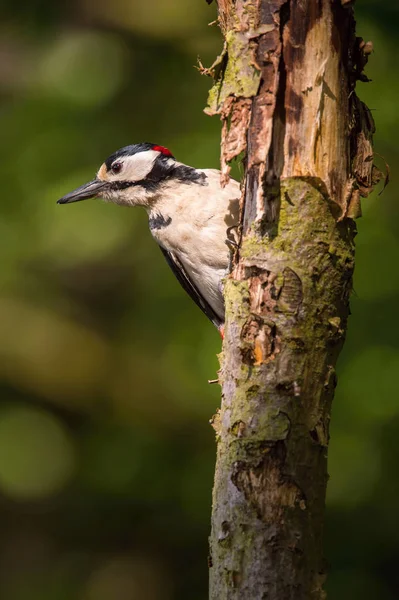 Grande Picchio Macchiato Dendrocopos Major Seduto Sul Ramo Dell Albero — Foto Stock