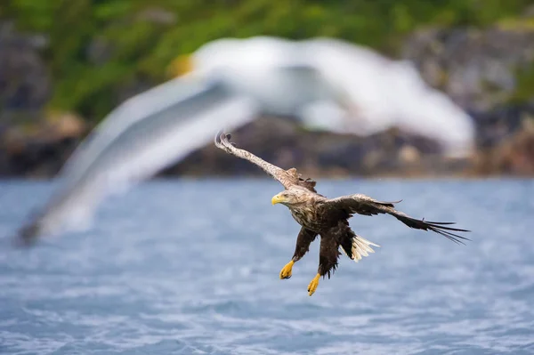 Aigle Queue Blanche Haliaeetus Albicilla Vient Capturer Poisson Eau Environnement — Photo