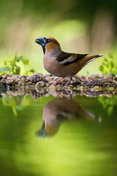 Hawfinch Coccothraustes Coccothraustes Est Assis Point Eau Dans Forêt Réfléchissant — Photo