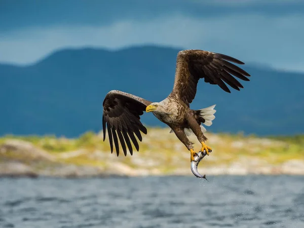 Havsörnen Haliaeetus Albicilla Bara Har Fångat Fisk Från Vatten Färgglada — Stockfoto