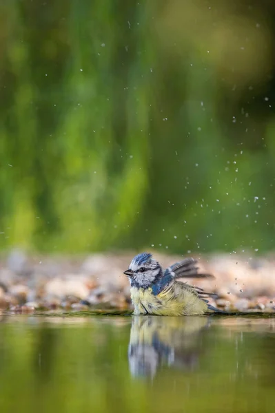 Eurasian Blue Titor Cyanistes Caeruleus Está Sentado Buraco Água Floresta — Fotografia de Stock