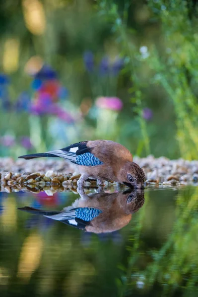 Eurasian Jay Garrulus Glandarius Está Sentado Buraco Água Floresta Refletindo — Fotografia de Stock