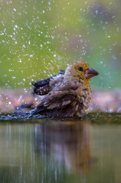 Der Habicht Coccothraustes Coccothraustes Sitzt Wasserloch Wald Reflektiert Die Oberfläche — Stockfoto