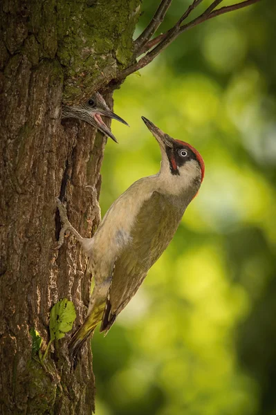 Der Europäische Grünspecht Picus Viridis Füttert Seine Küken Vor Dem — Stockfoto