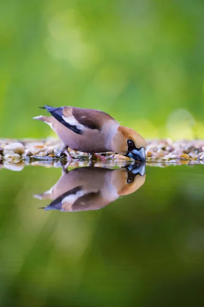 Hawfinch Coccothraustes Coccothraustes Está Sentado Buraco Água Floresta Refletindo Sobre — Fotografia de Stock