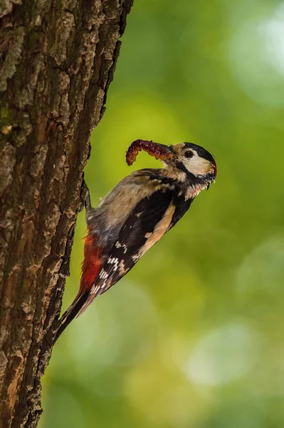 Grande Picchio Macchiato Dendrocopos Major Sta Dando Mangiare Suoi Pulcini — Foto Stock