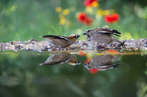 Der Gimpel Coccothraustes Coccothraustes Duelliert Sich Wasserloch Wald Beide Reflektieren — Stockfoto