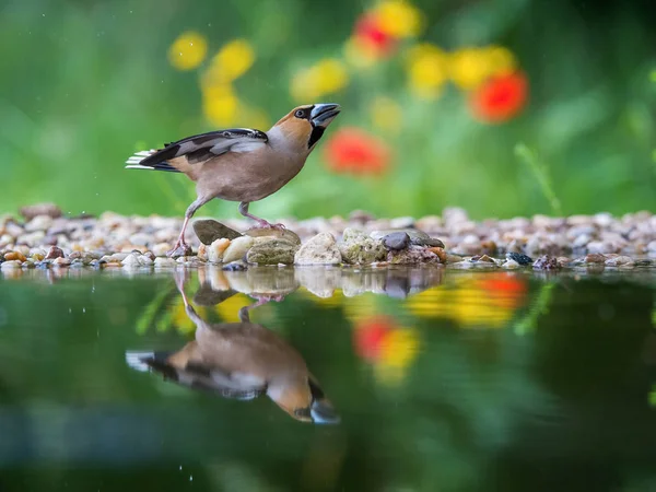 Hawfinch Coccothraustes Coccothraustes Está Sentado Buraco Água Floresta Refletindo Sobre — Fotografia de Stock