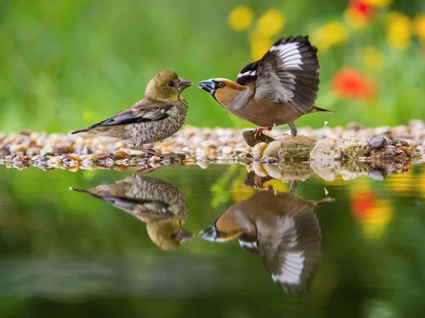 Hawfinch Coccothraustes Coccothraustes Alimentando Filhotes Buraco Água Floresta Ambos Estão — Fotografia de Stock