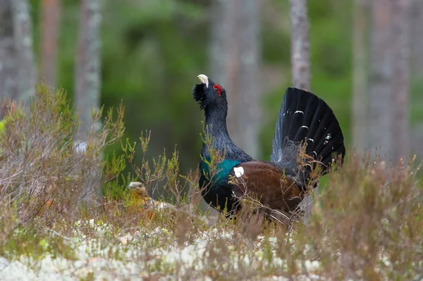 Western Capercaillie Tetrao Urogallus Noto Anche Come Wood Grouse Heather — Foto Stock
