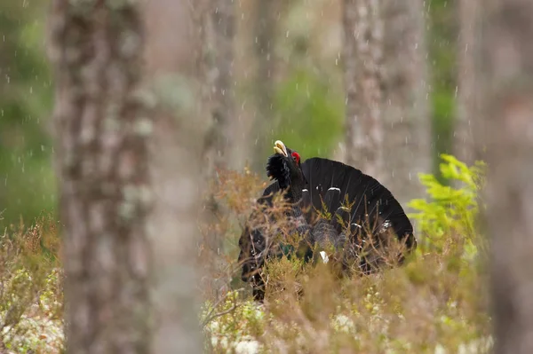 Western Tjäder Tetrao Urogallus Även Känd Som Den Wood Grousen — Stockfoto