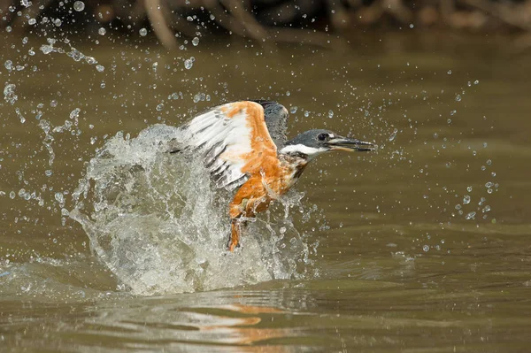 Mergulhador Ringed Kingfisher Megaceryletorquata Está Voando Fundo Marrom Dourado Pescador — Fotografia de Stock
