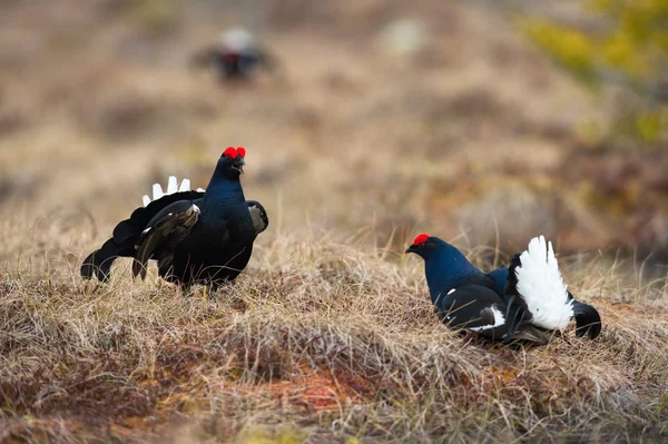 Black Grouse Lyrurus Tetrix Exhibe Durante Temporada Lekking Están Hábitat — Foto de Stock