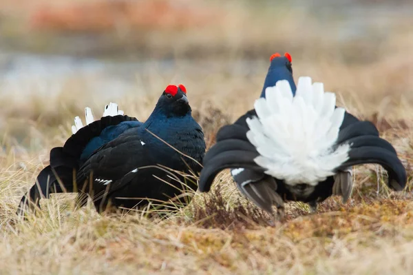 Black Grouse Lyrurus Tetrix Exhibe Durante Temporada Lekking Están Hábitat —  Fotos de Stock