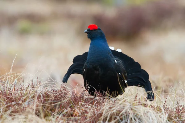 Black Grouse Lyrurus Tetrix Showing Lekking Season Typical Moss Habitat — Stock Photo, Image