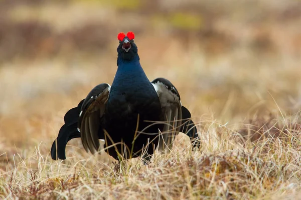 Black Grouse Lyrurus Tetrix Exhibe Durante Temporada Lekking Están Hábitat —  Fotos de Stock