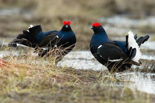 Black Grouse Lyrurus Tetrix Showing Lekking Season Typical Moss Habitat — Stock Photo, Image