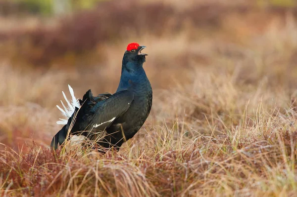 Black Grouse Lyrurus Tetrix Exhibe Durante Temporada Lekking Están Hábitat — Foto de Stock