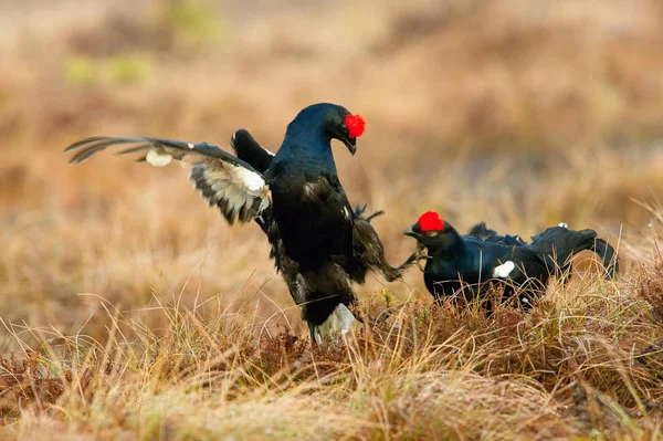 Black Grouse Lyrurus Tetrix Exhibe Durante Temporada Lekking Están Hábitat —  Fotos de Stock