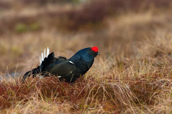 Black Grouse Lyrurus Tetrix Exhibe Durante Temporada Lekking Están Hábitat —  Fotos de Stock