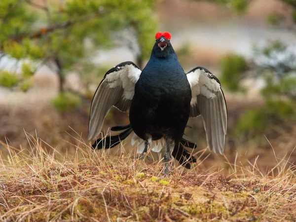 Black Grouse Lyrurus Tetrix Exhibe Durante Temporada Lekking Están Hábitat —  Fotos de Stock