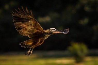 Hawk veya Busarellus nigricollis siyah yakalı uçan ve içinde Pantanal Brezilya Rio Negro nehirdeki balık yakalamaya çalışıyor. Vahşilik renkli ortamı.