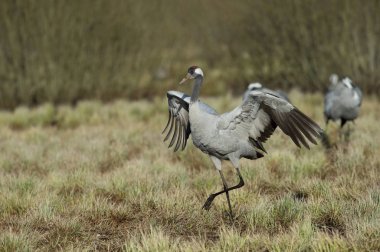 Lake Hornborga, İsveçli yakınındaki tipik ortamda tanıtmaktadır vinç veya Grus grus duruyor
