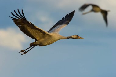 Lake Hornborga, İsveçli yakınındaki tipik ortamda tanıtmaktadır vinç veya Grus grus dans ediyor