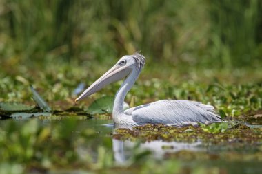 Pembe sırtlı Pelikan veya Pelecanus rufescens gölün yüzeyinde ölü olarak yatıyor. Afrika. Uganda. Uganda yaban hayatı güzel yeşil çevre