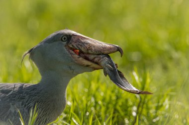 Görkemli sulak ve mükemmel bir balıkçı tipik yeşil ortamında kuştur. Sadece onun hayvanın avı-balık ve uçup yakaladı. Shoebill, Balaeniceps rex veya Shoe-Billed Stor