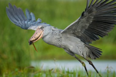 Görkemli sulak ve mükemmel bir balıkçı tipik yeşil ortamında kuştur. Bu sadece caugh onun hayvanın avı - balık ve uçup. Shoebill (balaeniceps rex) veya Shoe-Billed Stor
