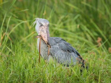 Görkemli sulak ve mükemmel bir balıkçı tipik yeşil ortamında kuştur. Sadece onun hayvanın avı-balık ve uçup yakaladı. Shoebill, Balaeniceps rex veya Shoe-Billed Stor