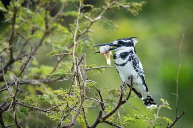 Alaca yalıçapkını, Ceryle Rudisi oturan ve yeşil reed, inanılmaz güzel yeşil arka plan, gündoğumu sonra sabah Ugand avını bekliyor poz