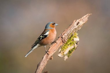 The Common Chaffinch or Fringilla coelebs is sitting on the branch with nice brown background Soft light clipart