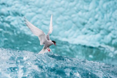 Kuzey kutup sumrusu veya Sterna paradisaea yükselen ve balık, arka planda arıyorsanız, ünlü mavi buzul parçalarını buzul Gölü Jkulsrln İzlanda '