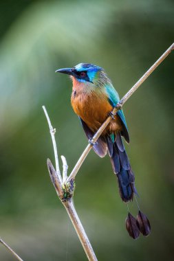Trinidad Motmot Momotus bahamensis oturan ve Trinidad avını bekliyor şube, inanılmaz güzel yeşil arka plan, sabah gündoğumu sırasında poz