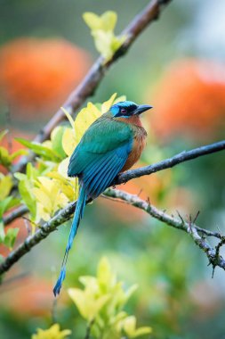 Trinidad Motmot Momotus bahamensis oturan ve Trinidad avını bekliyor şube, inanılmaz güzel yeşil arka plan, sabah gündoğumu sırasında poz