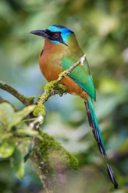 Trinidad Motmot Momotus bahamensis oturan ve Trinidad avını bekliyor şube, inanılmaz güzel yeşil arka plan, sabah gündoğumu sırasında poz