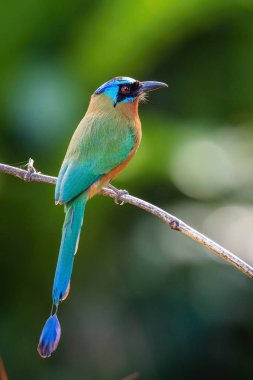 Trinidad Motmot Momotus bahamensis oturan ve Trinidad avını bekliyor şube, inanılmaz güzel yeşil arka plan, sabah gündoğumu sırasında poz